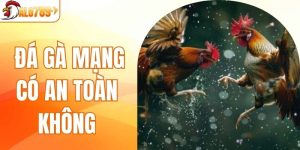 Đá Gà Mạng Có An Toàn Không - Giải Mã Chi Tiết Từ ALO789