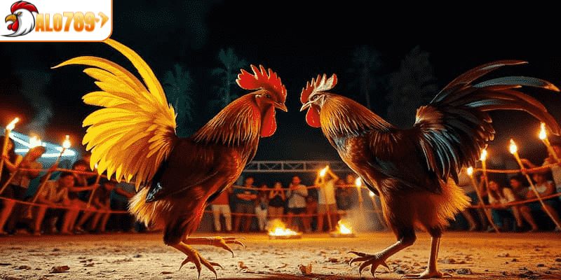 Điểm danh những hình thức cá cược tại đá gà ALO789
