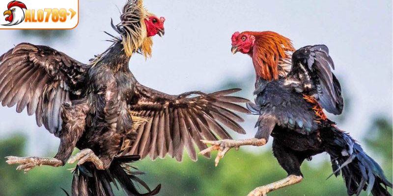 Giới thiệu đôi chút về trực tiếp đá gà