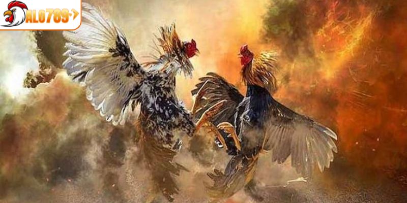 Top 3 loại hình cá cược đá gà được yêu thích tại ALO789