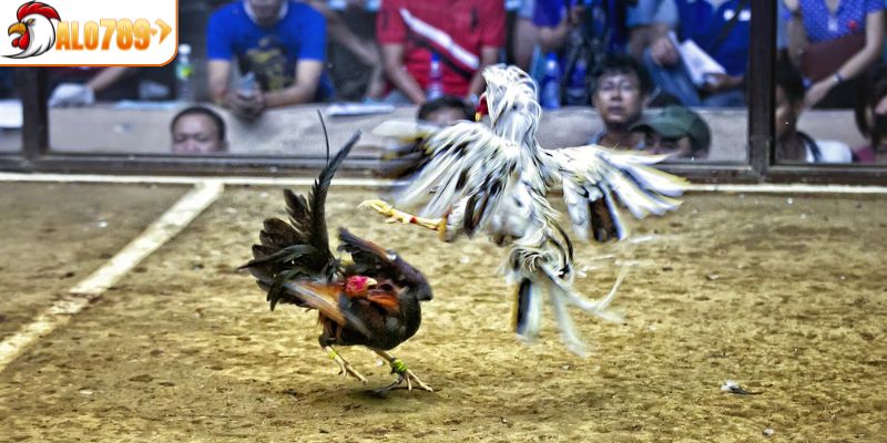 Kinh nghiệm xem ngày giờ theo màu mạng đá gà chính xác