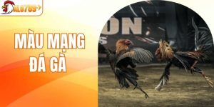 Màu Mạng Đá Gà - Bí Quyết Tăng Cơ Hội Chiến Thắng Cho Bạn