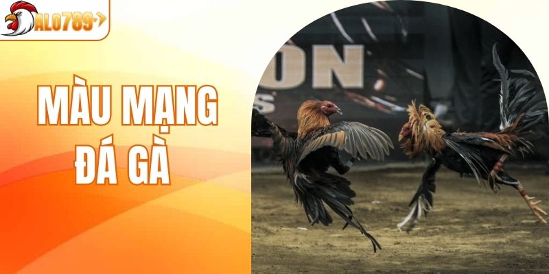 Màu Mạng Đá Gà - Bí Quyết Tăng Cơ Hội Chiến Thắng Cho Bạn