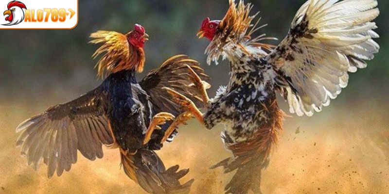 Những ưu điểm lớn mà hình thức trực tiếp đá gà mang lại