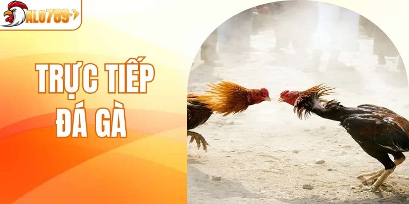 Trực Tiếp Đá Gà - Chiêm Ngưỡng Những Trận Đấu Đầy Mãn Nhãn