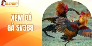 Xem Đá Gà SV388 - Khám Phá Thế Giới Chọi Gà Chuyên Nghiệp